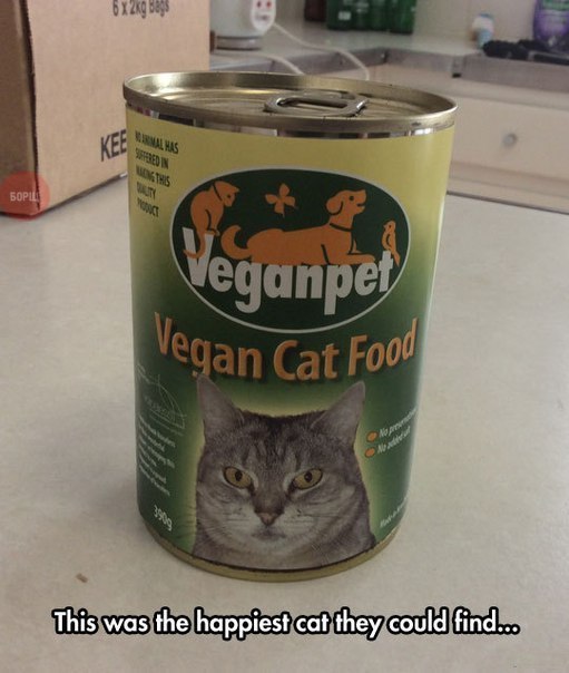 Veganer gegen Fleischesser lustige argumentative Bilder zum lachen%20(10) Wissenswertes mit Witz und Humor Fleischesser und Veganer teilen eine Sache: Sie beide hassen einander Beschweren, Kochen, Komische Begebenheiten des Lebens, Lustige Menschen, Lustiges über Tiere, Streit | Die Kirche des heiligen Al Bundy 4. Januar 2025 15