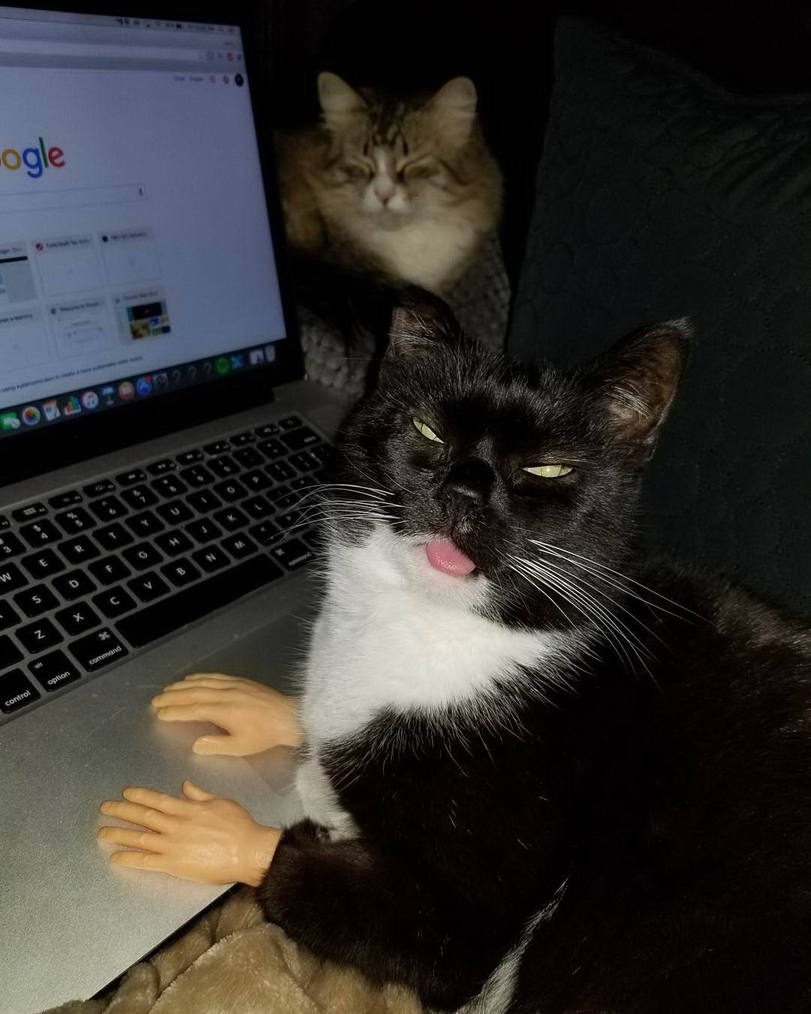 Haessliche Katze sitzt am Laptop und schreibt Blogartikel Motivation mit einem Augenzwinkern: Lachen für die Seele Hässliche Katze sitzt am Laptop und schreibt Blogartikel