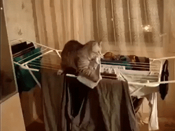 Schmusekatzen die der Boss sind%20(3) Wissenswertes mit Witz und Humor Von Schmusekätzchen und Dosenöffnern: Wie man zum Sklaven seiner Katze wird Haustier, Katzen, Komische Begebenheiten des Lebens | Die Kirche des heiligen Al Bundy 30. Juli 2023 16