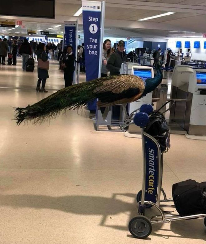 Skurrile Flugreisen Erlebnisse Spassbilder%20(10) Wissenswertes mit Witz und Humor Warum Flugreisen die ultimative Charakterprüfung sind Ausflug, Beschweren, Humorvolle Alltagsgeschichten, Urlaub | Die Kirche des heiligen Al Bundy 28. Juni 2023 6