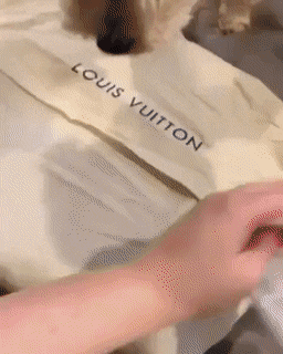 Louis Vuitton lustig: Warum Luxusmarken unseren Verstand (und Geldbeutel) erobern Lustige Bilder, Mode | Die Kirche des heiligen Al Bundy 24. November 2023 1