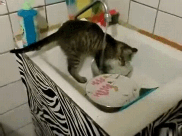 Hauskatze in der Spuele kratzt Teller sauber Heitere Haushaltsmomente mit einem Augenzwinkern Die wundersame Welt des Abwaschs: Wenn Küchenchaos zur kreativen Inspirationsquelle wird Haushalt, Komische Begebenheiten des Lebens, Küche, Pflichten | Die Kirche des heiligen Al Bundy 3. April 2023 9