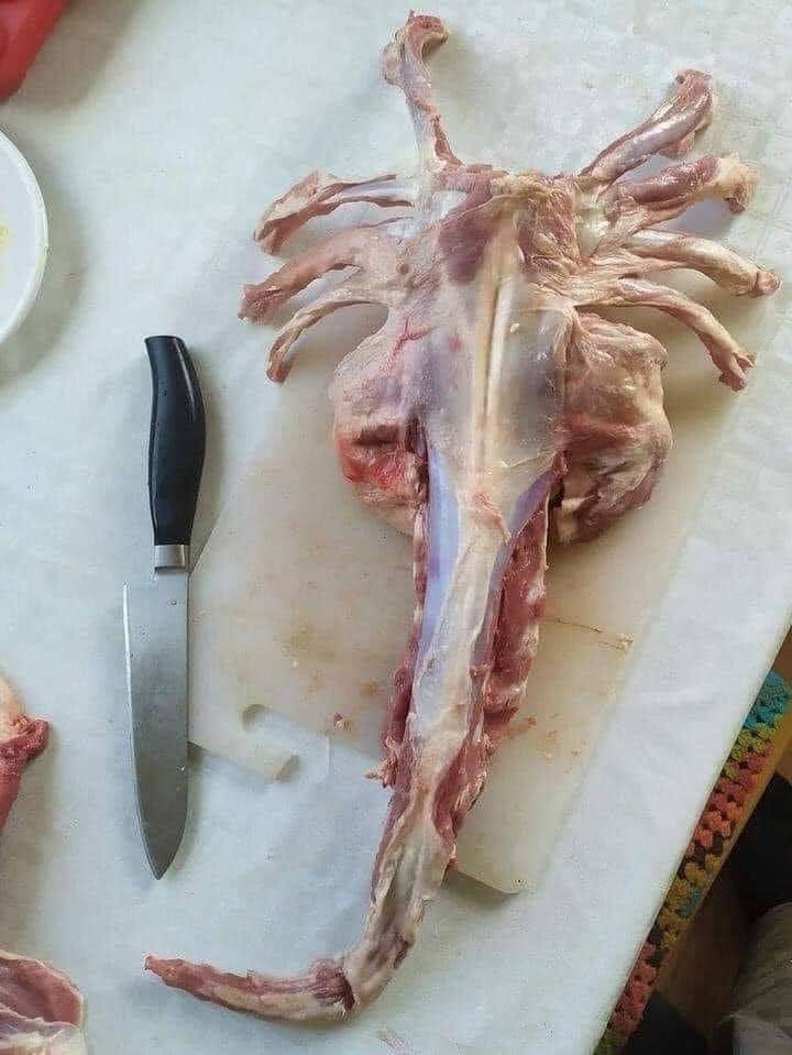 Skurrile Rezept Parodie Kochen mit Alienfleisch lustig%20(2) Heitere Haushaltsmomente mit einem Augenzwinkern Wie man mit Alienfleisch kocht und überlebt: Verrückte Rezepte Parodie Außerirdische, Humorvolle Alltagsgeschichten, Kochen, Tipps | Die Kirche des heiligen Al Bundy 17. März 2024 6