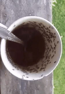 Wenn der Kaffee bitter schmeckt: Der Fluch des verzweifelten Morgenmuffels Kaffee, Komische Begebenheiten des Lebens, Müdigkeit | Die Kirche des heiligen Al Bundy 25. September 2023 2