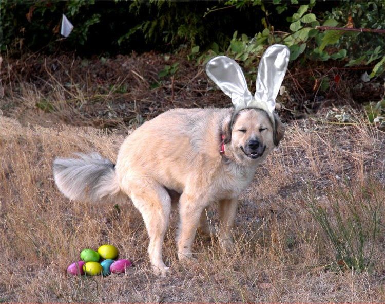 Frohe Ostern 2024 lustige Osterbilder%20(1) Party-Time: Feste, Feiern und fröhlicher Wahnsinn Wenn Ostern dir die Eier kneift: Osterbräuche, die die Familie auseinander treiben Familie, Komische Begebenheiten des Lebens, Ostern | Die Kirche des heiligen Al Bundy 27. März 2024 16