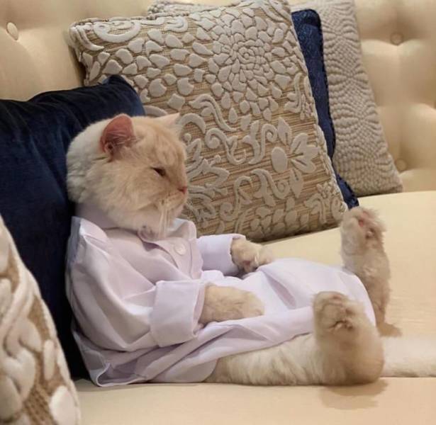 Katze faulenzt sitzend auf dem Sofa Menschliche Marotten: Lustige Geschichten aus dem Leben Katze faulenzt sitzend auf dem Sofa