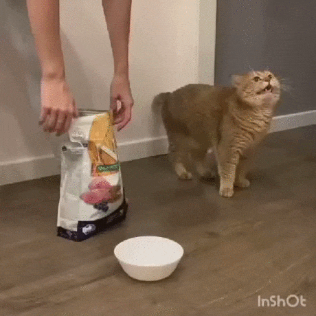 Hauskatzen komisch Chaos im Alltag%20(5) Heitere Haushaltsmomente mit einem Augenzwinkern Wie unsere Katzen unseren Alltag bestimmen und unser Leben Alltag, Humorvolle Alltagsgeschichten, Katzen, Zuhause | Die Kirche des heiligen Al Bundy 9. November 2023 11