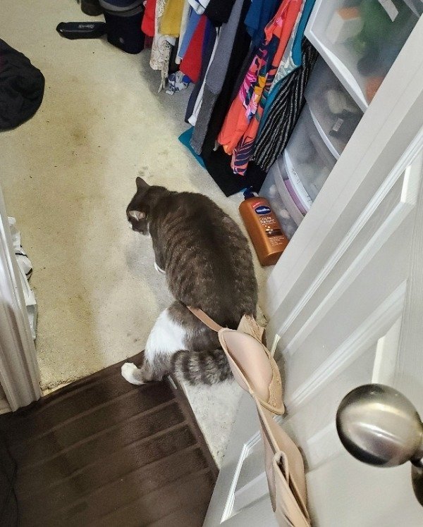 Schmusekatzen die der Boss sind%20(1) Wissenswertes mit Witz und Humor Von Schmusekätzchen und Dosenöffnern: Wie man zum Sklaven seiner Katze wird Haustier, Katzen, Komische Begebenheiten des Lebens | Die Kirche des heiligen Al Bundy 30. Juli 2023 15