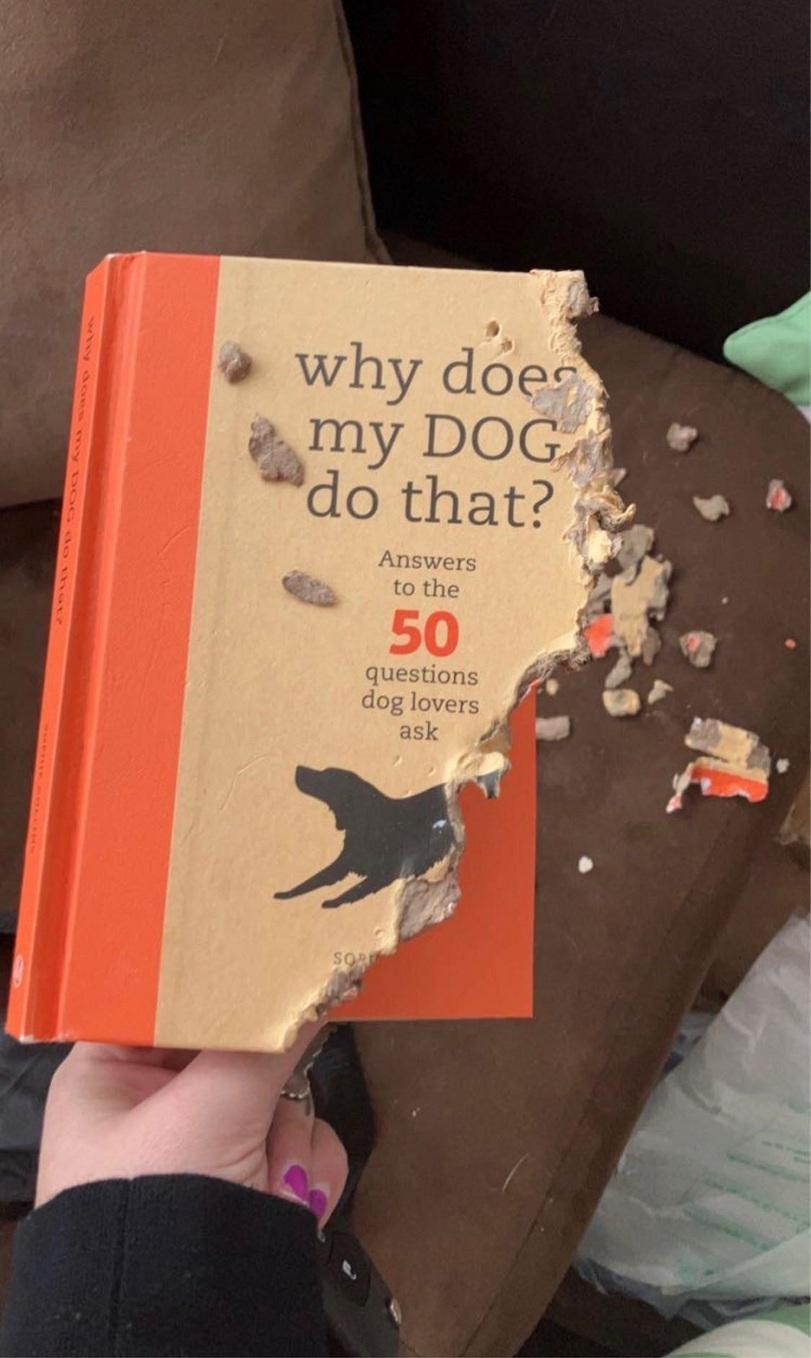 Selbsthilfe Buch How To lustig%20(9) Motivation mit einem Augenzwinkern: Lachen für die Seele Selbsthilfebücher: Wie ich mein Leben in 8 Schritten nicht geändert habe Komische Begebenheiten des Lebens, Lustige Bilder, Motivation, Ratschlag | Die Kirche des heiligen Al Bundy 23. November 2023 5