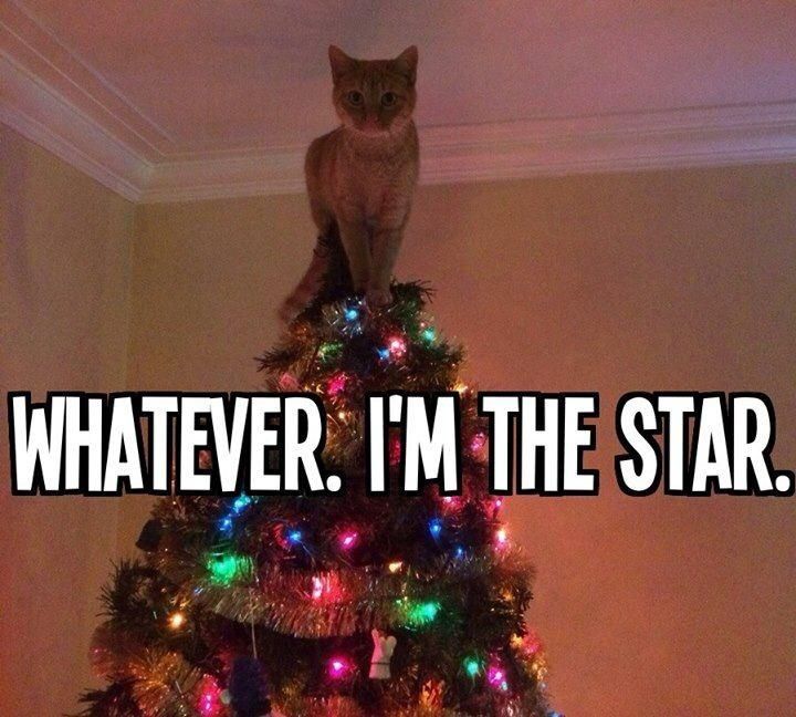 Lustige Weihnachtsbilder 2024 schwarzer Humor%20(15) Party-Time: Feste, Feiern und fröhlicher Wahnsinn Weihnachten 2023: Schwarzer Humor Tipps für ein chaotisches Fest Feiertag, Komische Begebenheiten des Lebens, Weihnachten | Die Kirche des heiligen Al Bundy 10. Dezember 2023 18
