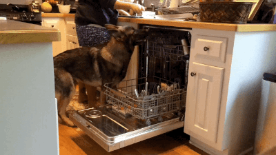 Schaeferhund kuemmert sich um den Abwasch Heitere Haushaltsmomente mit einem Augenzwinkern Die wundersame Welt des Abwaschs: Wenn Küchenchaos zur kreativen Inspirationsquelle wird Haushalt, Komische Begebenheiten des Lebens, Küche, Pflichten | Die Kirche des heiligen Al Bundy 3. April 2023 4