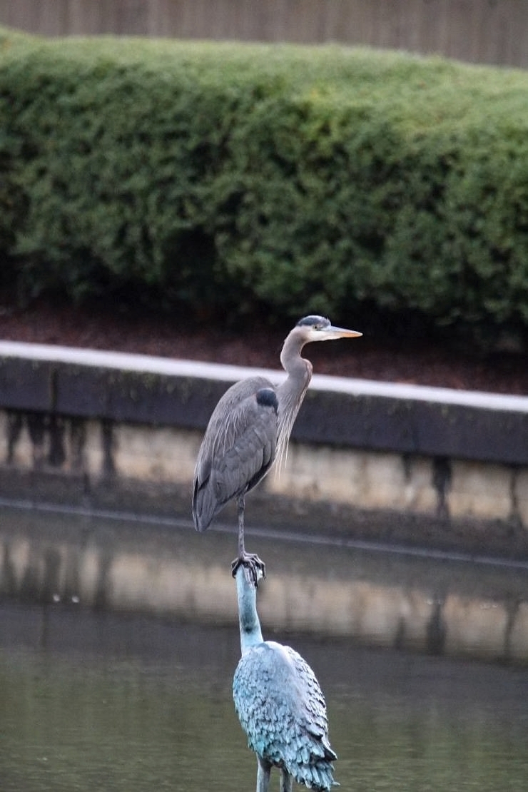 Wer ist hier der Boss? Vogel sitzt auf dem Kopf eines anderen Vogels