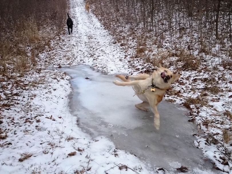 Hund Herrchen Beziehung komische Hundebilder zum lachen%20(9) Komische Familienabenteuer und schräge Verwandtschaft Hund-Herrchen-Desaster: Wenn dein Vierbeiner zum witzigen Alltagschaos beiträgt Alltag, Haustier, Humorvolle Alltagsgeschichten | Die Kirche des heiligen Al Bundy 23. Juni 2024 4