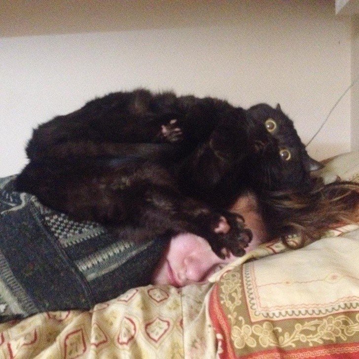 Tipp gegen schnarchende Ehefrau Katze aufs Gesicht legen Ehechaos und Beziehungsspaß - Amüsante Liebeserlebnisse Wenn der Ehepartner schnarcht wie ein Sägewerk Ehe, Genervt, Komische Begebenheiten des Lebens, Müdigkeit, Tipps | Die Kirche des heiligen Al Bundy 25. März 2023 9