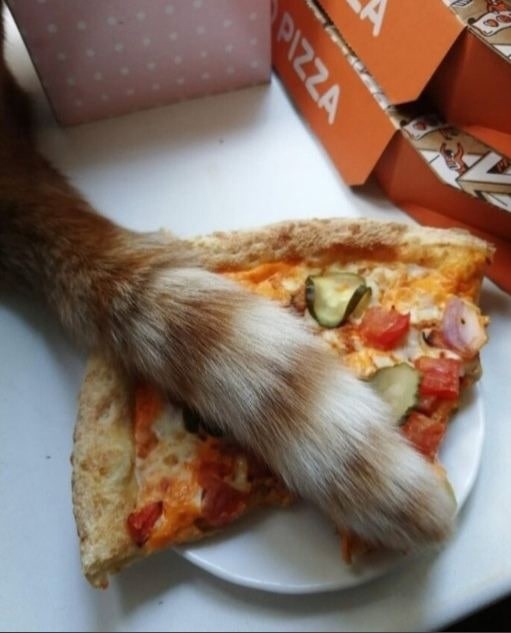 Warum endet meine Salat-Diät immer in einer Pizzabestellung? Gesundheit, Humorvolle Alltagsgeschichten, Kochen | Die Kirche des heiligen Al Bundy 31. Mai 2023 5