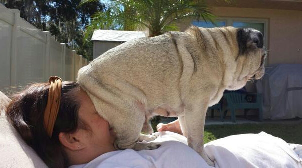 Hund setzt sich auf das Gesicht der schnarchenden Ehefrau Ehechaos und Beziehungsspaß - Amüsante Liebeserlebnisse Wenn der Ehepartner schnarcht wie ein Sägewerk Ehe, Genervt, Komische Begebenheiten des Lebens, Müdigkeit, Tipps | Die Kirche des heiligen Al Bundy 25. März 2023 3