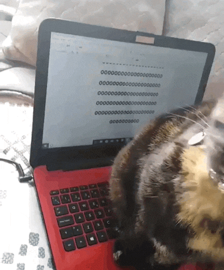 Tastatur Tanz mit dem Kater Katze schreibt am Laptop Motivation mit einem Augenzwinkern: Lachen für die Seele Tastatur Tanz mit dem Kater. Katze schreibt am Laptop OOO...