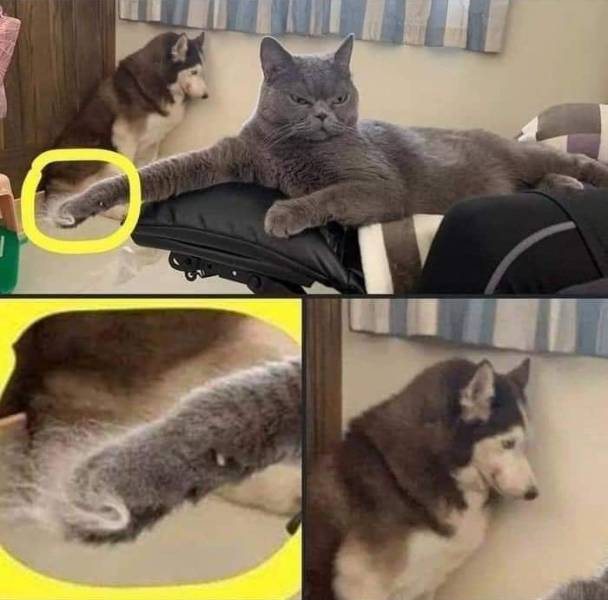 Schmusekatzen die der Boss sind%20(7) Wissenswertes mit Witz und Humor Von Schmusekätzchen und Dosenöffnern: Wie man zum Sklaven seiner Katze wird Haustier, Katzen, Komische Begebenheiten des Lebens | Die Kirche des heiligen Al Bundy 30. Juli 2023 9