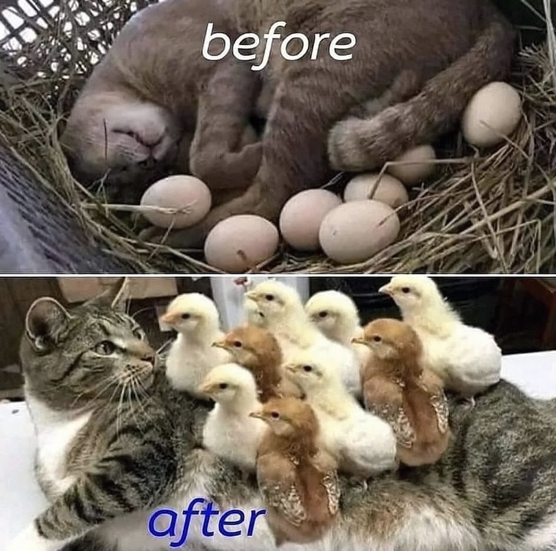 Lachen bis zum Tierarzt: Warum lustige Tierbilder so komisch sind Haustier, Lustige Bilder, Lustiges über Tiere | Die Kirche des heiligen Al Bundy 30. März 2023 9