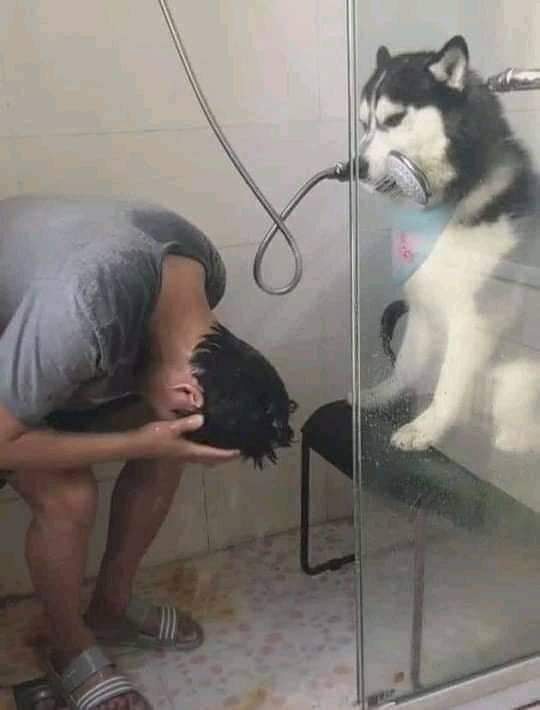 Dusche lustige Spassbilder mit Witz%20(2) Komische Familienabenteuer und schräge Verwandtschaft Die tägliche Dusche mit Witz meistern, ohne die Familie zu terrorisieren Alltag, Am Morgen, Humorvolle Alltagsgeschichten, Hygiene | Die Kirche des heiligen Al Bundy 6. Dezember 2023 8