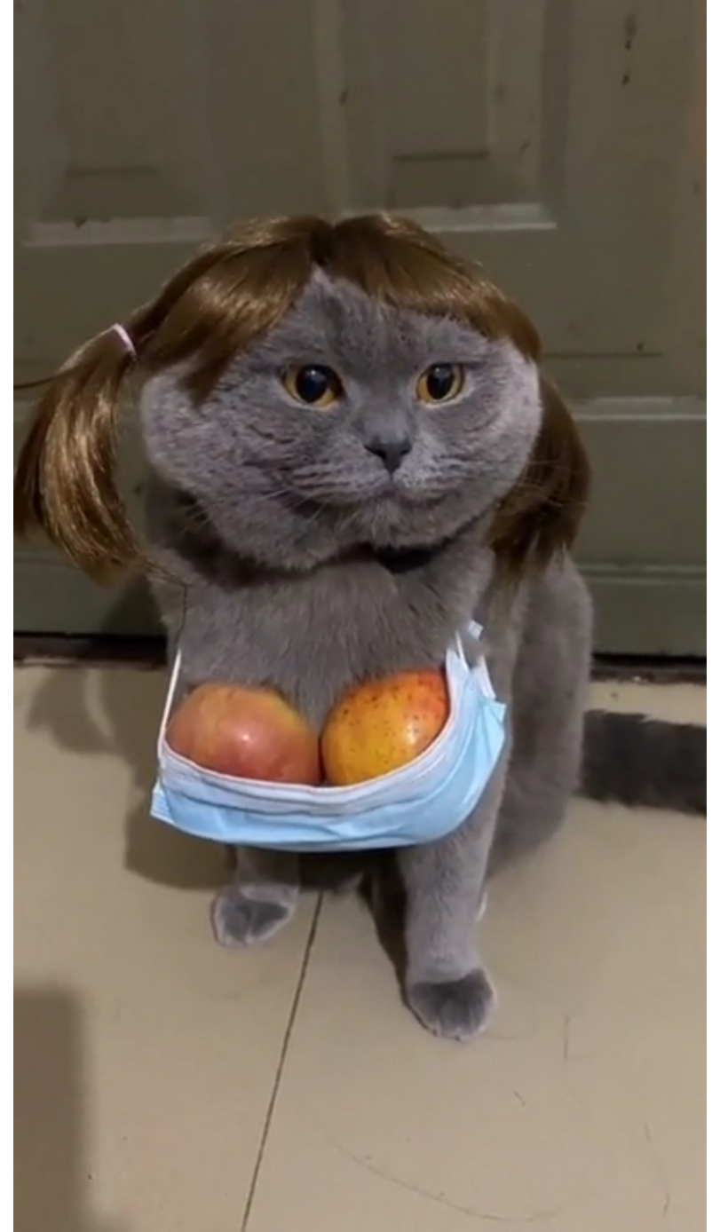 Schmusekatzen die der Boss sind%20(2) Wissenswertes mit Witz und Humor Von Schmusekätzchen und Dosenöffnern: Wie man zum Sklaven seiner Katze wird Haustier, Katzen, Komische Begebenheiten des Lebens | Die Kirche des heiligen Al Bundy 30. Juli 2023 12