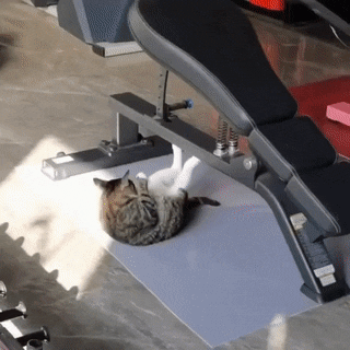 Schmusekatzen die der Boss sind%20(2) Wissenswertes mit Witz und Humor Von Schmusekätzchen und Dosenöffnern: Wie man zum Sklaven seiner Katze wird Haustier, Katzen, Komische Begebenheiten des Lebens | Die Kirche des heiligen Al Bundy 30. Juli 2023 7
