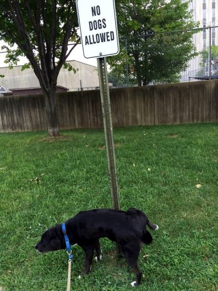 Hund Herrchen Beziehung komische Hundebilder zum lachen%20(2) Komische Familienabenteuer und schräge Verwandtschaft Hund-Herrchen-Desaster: Wenn dein Vierbeiner zum witzigen Alltagschaos beiträgt Alltag, Haustier, Humorvolle Alltagsgeschichten | Die Kirche des heiligen Al Bundy 23. Juni 2024 11