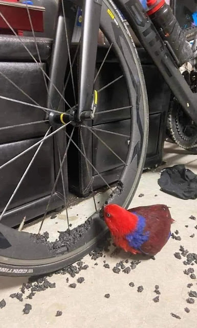 Lustige Bilder Fahrrad fahren%20(13) Muskelkraft und Schenkelklopfer: Fitness mit Humor Fahrrad-Frust: Wenn Pedale und Nerven beansprucht werden Komische Begebenheiten des Lebens, Lustiges über das Leben, Öffentlichkeit, Sport | Die Kirche des heiligen Al Bundy 18. September 2023 12