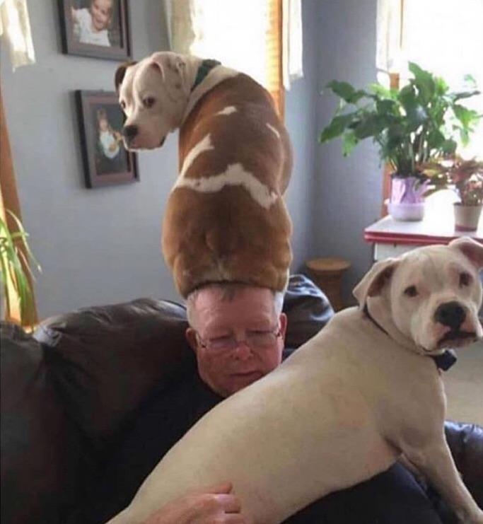 Hund Herrchen Beziehung komische Hundebilder zum lachen%20(1) Komische Familienabenteuer und schräge Verwandtschaft Hund-Herrchen-Desaster: Wenn dein Vierbeiner zum witzigen Alltagschaos beiträgt Alltag, Haustier, Humorvolle Alltagsgeschichten | Die Kirche des heiligen Al Bundy 23. Juni 2024 2